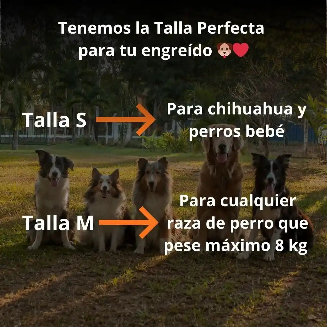 Zapatos Anti Calor para Perros 🐶